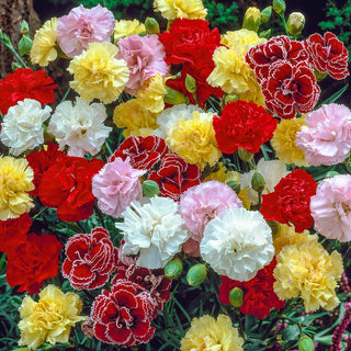 Fragrant Carnation Mixture