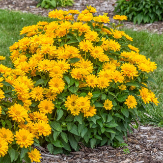 Athena Gold False Sunflower