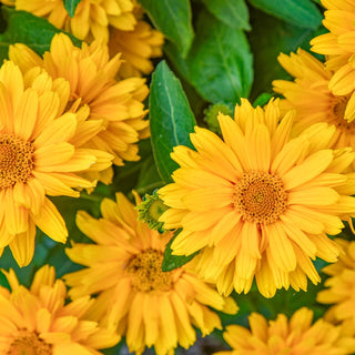 Athena Gold False Sunflower