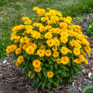 Athena Gold False Sunflower