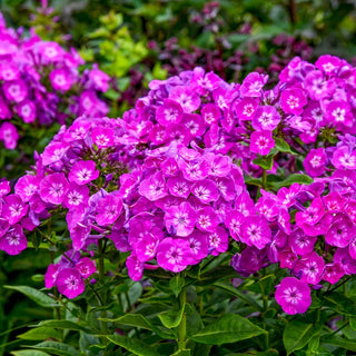 Dream Girl Phlox