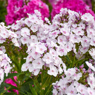 Party Girl Phlox