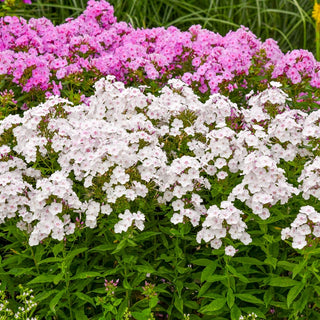 Party Girl Phlox