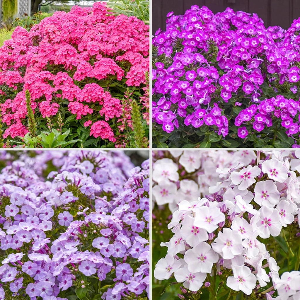 Garden Girls Phlox Collection – Breck's