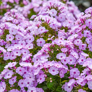 Garden Girls Phlox Collection