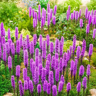 Deeresistible™  Designer Garden