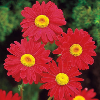 Deeresistible™  Designer Garden