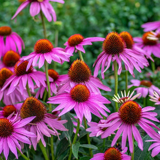 Deeresistible™  Designer Garden