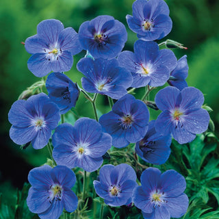 Deeresistible™  Designer Garden