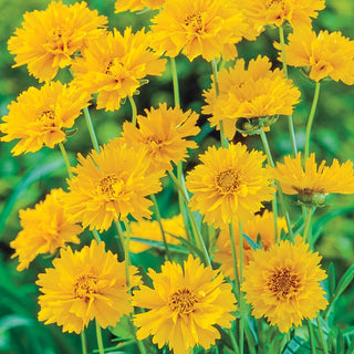 Deeresistible™  Designer Garden