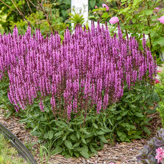 Pink Profusion Salvia