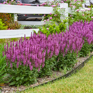 Pink Profusion Salvia