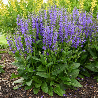 Midnight Model Salvia