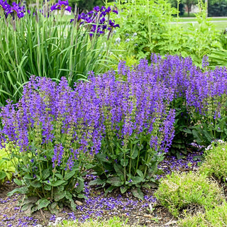 Midnight Model Salvia