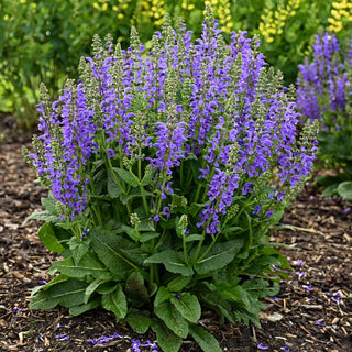 Midnight Model Salvia