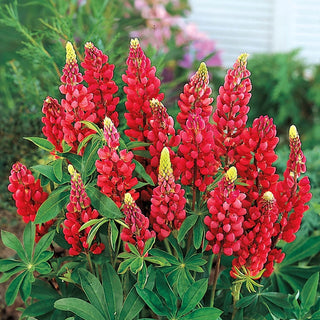 My Castle Lupine