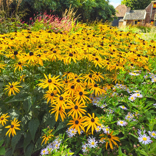Goldsturm Black-Eyed Susan