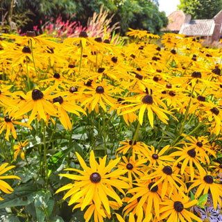 Goldsturm Black-Eyed Susan