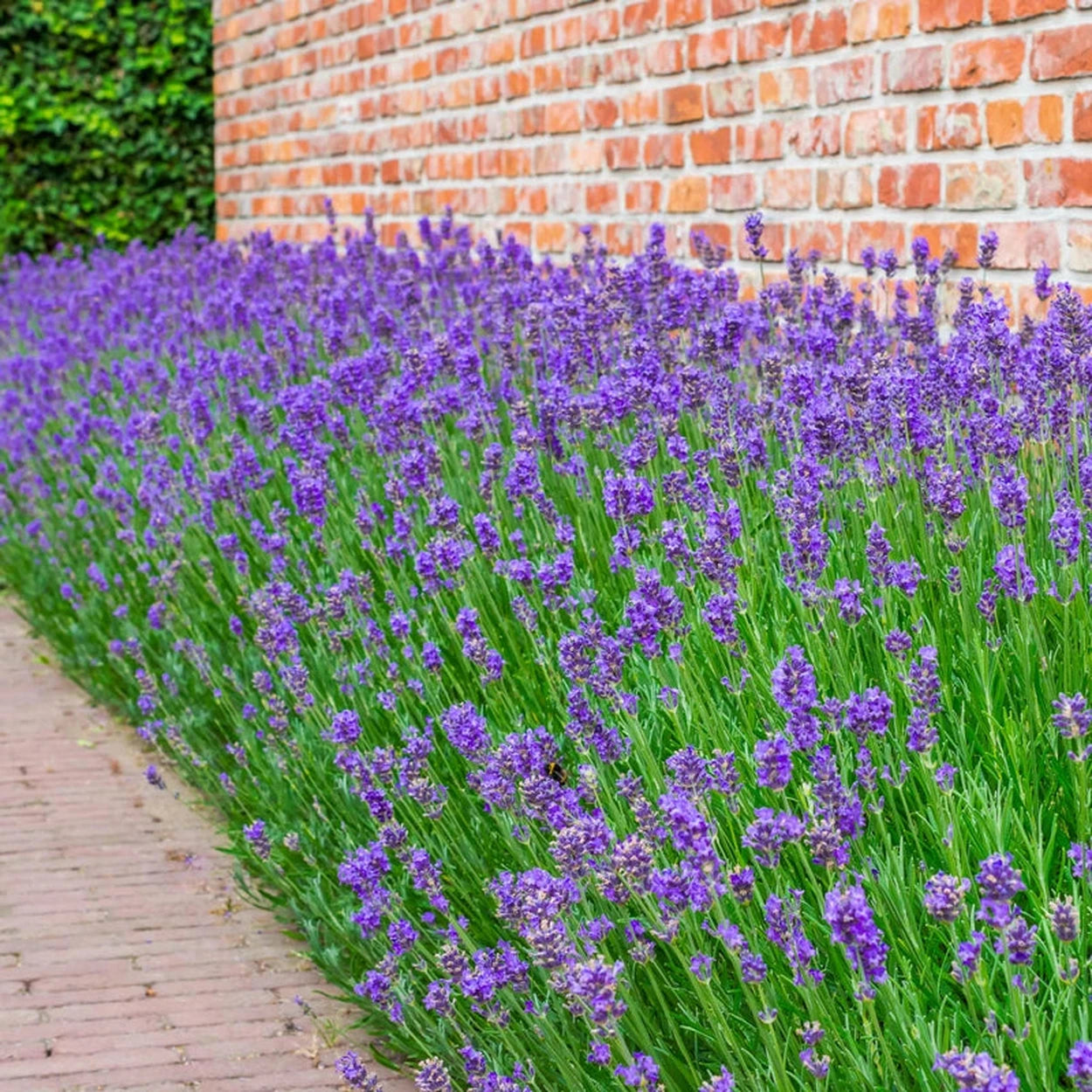munstead lavender plant spacing Munstead Strain English Lavender