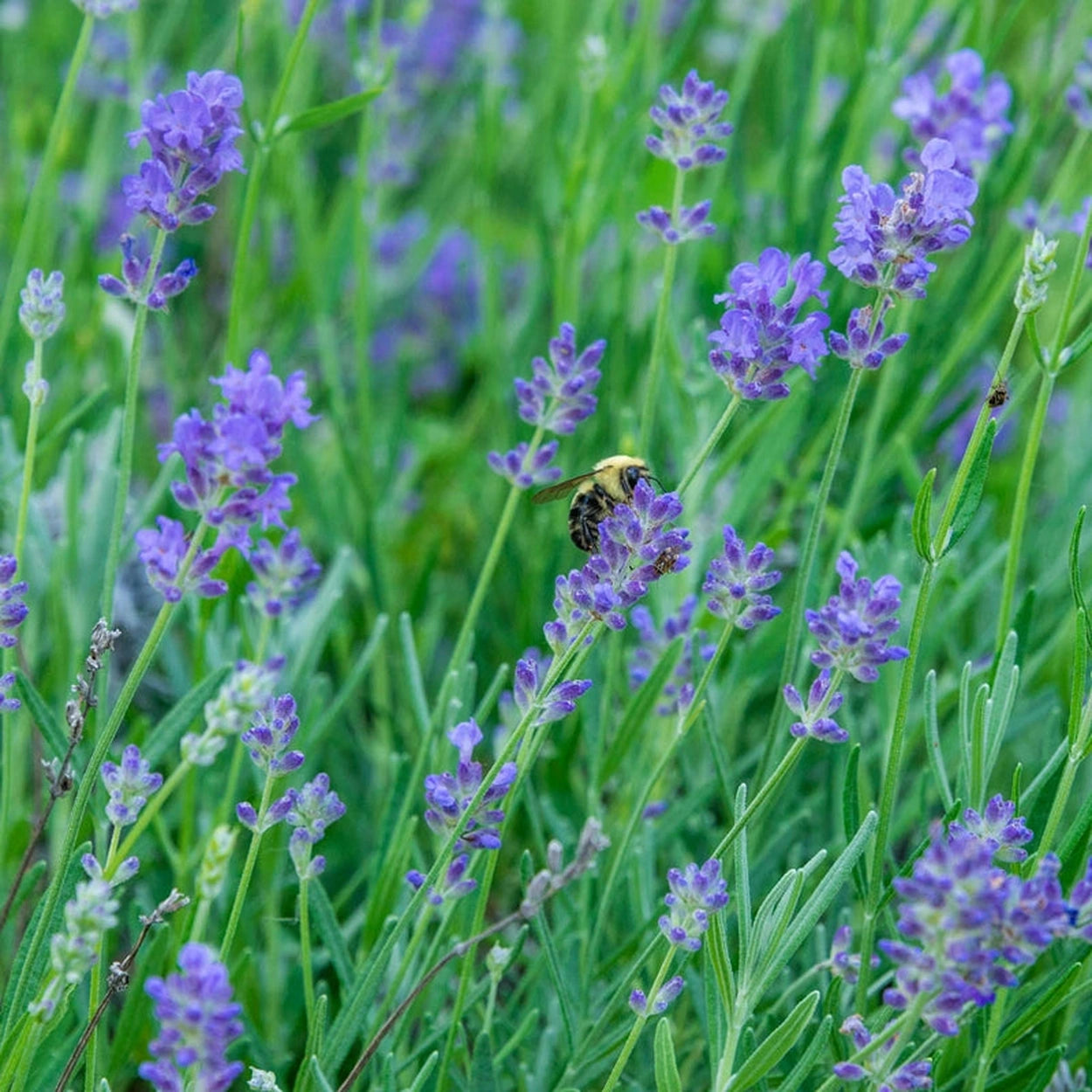 lavender plant sun Munstead Strain English Lavender