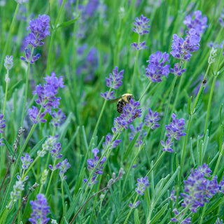 Munstead Strain English Lavender
