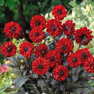 Chic en Rouge Border Dahlia