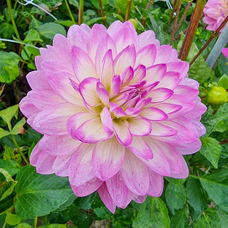 Bitsy Border Dahlia