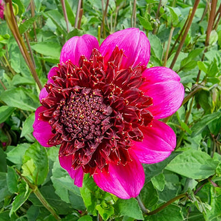 The Phantom Dahlia