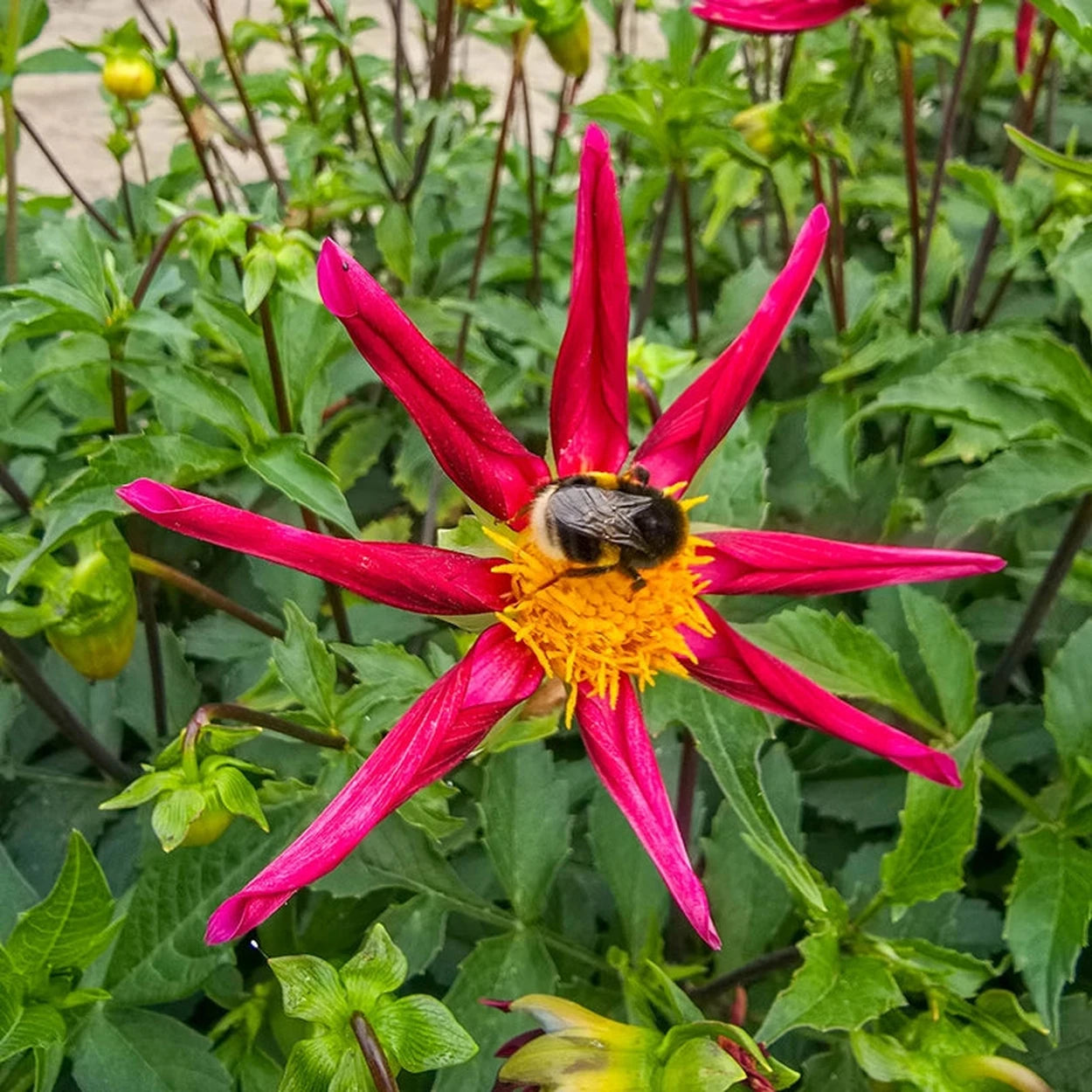 honka dahlia seeds Honka Vino Dahlia