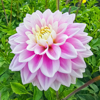 Sweet Lucille Dahlia