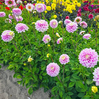 Sweet Lucille Dahlia