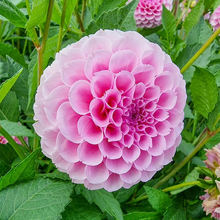 Stolze von Berlin Dahlia