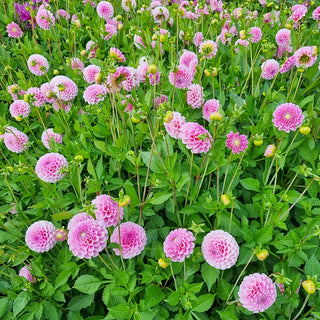 Stolze von Berlin Dahlia