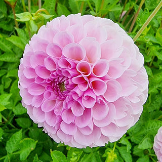 Stolze von Berlin Dahlia