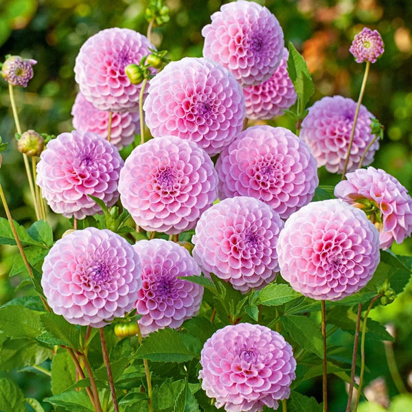 Stolze von Berlin Dahlia – Breck's