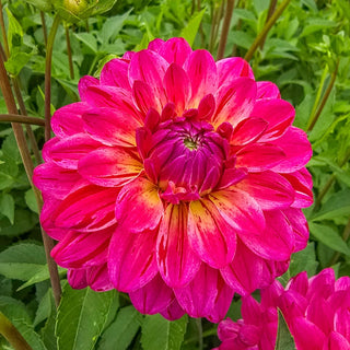 The Voice Dahlia