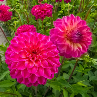 The Voice Dahlia