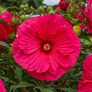 Summer in Paradise Hibiscus