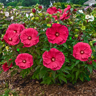 Summer in Paradise Hibiscus