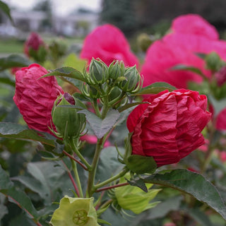 Summer in Paradise Hibiscus