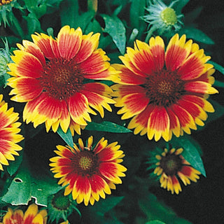 Goblin Blanket Flower