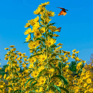 Maximilian Sunflower