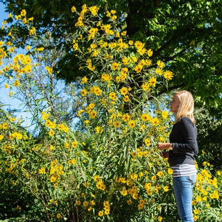 Maximilian Sunflower