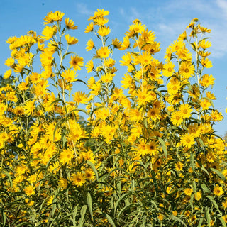 Maximilian Sunflower