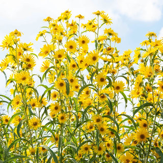 Maximilian Sunflower