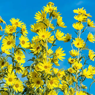 Maximilian Sunflower