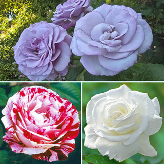 Collector Roses Affordable Rose Collections for Sale | Breck's