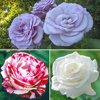 Fragrant Rose Garden Collection - 3 plants