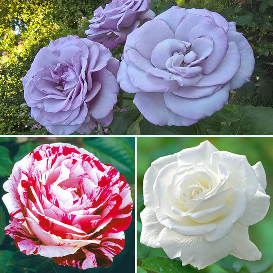 Grandiflora Roses For Sale | Breck's