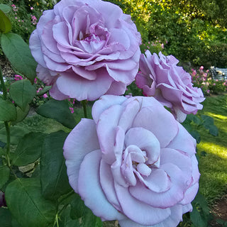 Fragrant Rose Garden Collection - 3 plants